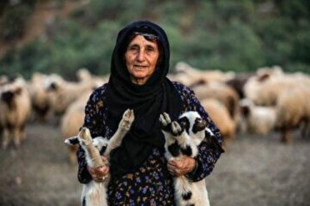مدیرکل امور عشایر آذربایجان شرقی گفت:امسال با اجرای طرح دوقلوزایی گوسفندان عشایر این استان با بیش از ۷۰ درصد از گوسفندان دوقلو را هستند.
