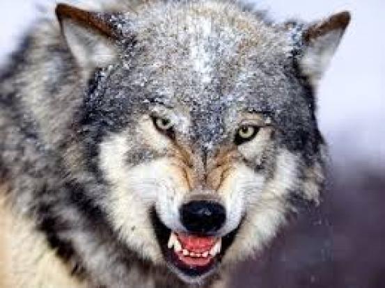 گرگ‌ها برای دومین بار به روستایی در خوی حمله کردند