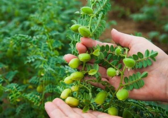  رئیس سازمان و مدیر جهاد کشاورزی شهرستان ویژه میانه از کشت ۳۵۰۰ هکتار نخود در اراضی کشاورزی این شهرستان، خبر داد.
