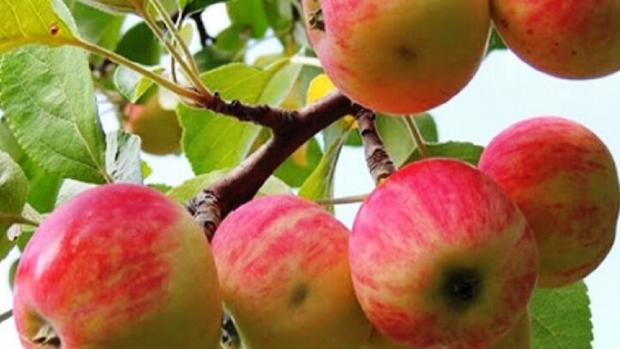 آمار تازه شمارش آرا؛ افزایش فاصله پزشکیان با جلیلی