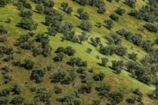 بلوط‌بانان و دوستداران جنگل های زاگرس شمالی در سردشت بیش از چند دهه است با تاسیس بنیاد توسعه صلح و مهربانی، برای حفظ و احیای جنگل های این منطقه تلاش می کنند و تاکنون ۲۰ هزار نهال کاشتند و ۲۰۰ هزار بذر بلوط را توزیع کردند.